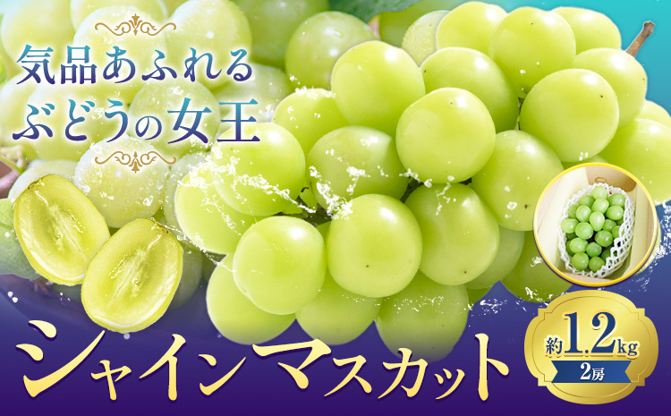 【先行予約】ぶどうシャインマスカット 約 1.2kg 2房 株式会社藍《9月上旬-10月下旬頃出荷》 岡山県 浅口市 岡山県産 ぶどう フルーツ 果物 くだもの マスカット 送料無料【配送不可地域あり】