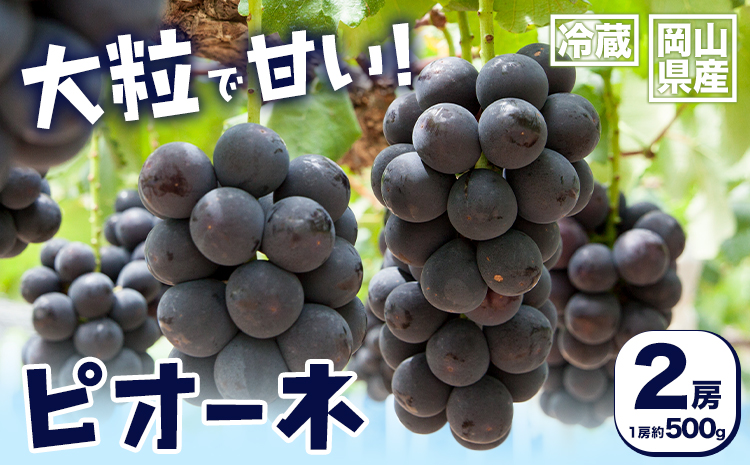 【2025年先行予約】岡山県産 ピオーネ 2房 約500ｇ×2 晴れの国 晴れの国 おかやま館(フルーツランド岡山)《2025年7月中旬-9月中旬頃出荷》岡山県 浅口市 マスカット ぶどう 葡萄 果物 フルーツ 送料無料【配送不可地域あり】（離島）