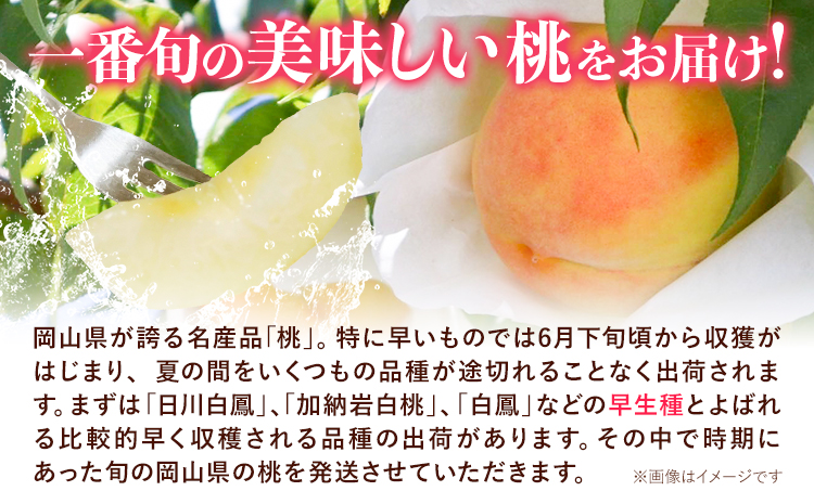 ã2026幎å
è¡äºçŽããå®¶åºçš 岡山ã®çœæ¡ ïŒæ©ççš®ïŒ çŽ1.3kg æŽãã®åœ ããããŸé€š(ã€ããæ ªåŒäŒç€Ÿ) ã2026幎6æäžæ¬-7æäžæ¬é åºè·ãå²¡å±±ç æµ
å£åž çœæ¡ æ¡ æç©ãé
éäžå¯å°åãããïŒé¢å³¶ïŒ