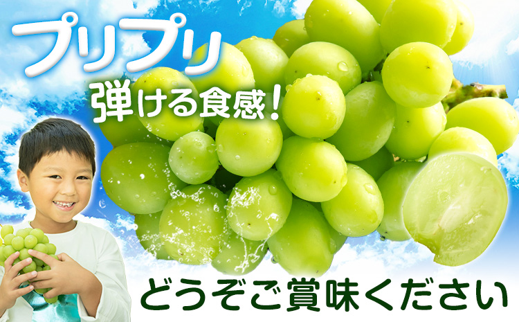 シャインマスカット【晴王】 岡山県産 1房(600g以上)【先行予約】 株式会社Myself《2025年9月上旬-11月上旬頃出荷》マスカット 送料無料 岡山県 浅口市 ぶどう フルーツ 果物 贈り物 ギフト