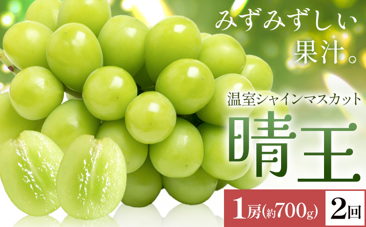 【2026年発送先行予約】シャインマスカット 温室 晴王 1房(約700g) 2回お届け シャイン マスカット《2026年7月中旬-8月中旬頃出荷》晴レ乃青果　(岡山中央卸売市場店(富士紙工 有限会社)) 送料無料 岡山県 浅口市 フルーツ 果物 岡山県産【配送不可地域あり】