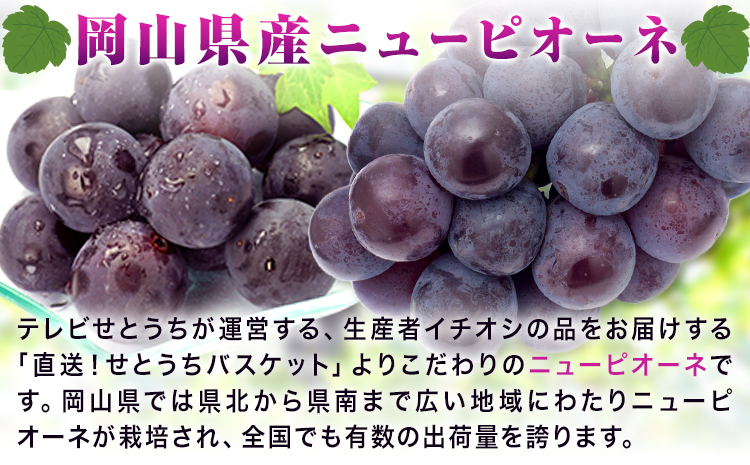 岡山çç£ ãã¥ãŒããªãŒã ãå®¶åºçš 1.2kg 2 ~ 3æ¿ ãã¬ãããšãã¡æ ªåŒäŒç€Ÿã8ææ«-10æäžæ¬é åºè·ãå²¡å±±ç æµ
å£åž ã¶ã©ã è¡è å€§ç² ææ± æç© ãã«ãŒã èš³ãã