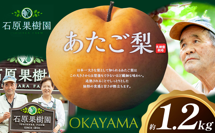 梨 あたご梨 1玉 約1.2kg 贈答箱入り 石原果樹園《2026年11月中旬-12月下旬頃出荷》岡山県 浅口市 フルーツ 果物 ギフト 贈り物 国産 岡山県産 送料無料
