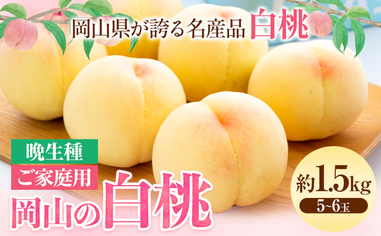 【令和7年度先行予約】【ご家庭用】 岡山の白桃 （晩生種）  約1.5kg 晴れの国 おかやま館(つむぐ株式会社) 《2025年8月上旬-9月中旬頃発送》岡山県 浅口市 白桃 桃 果物【配送不可地域あり】（離島）