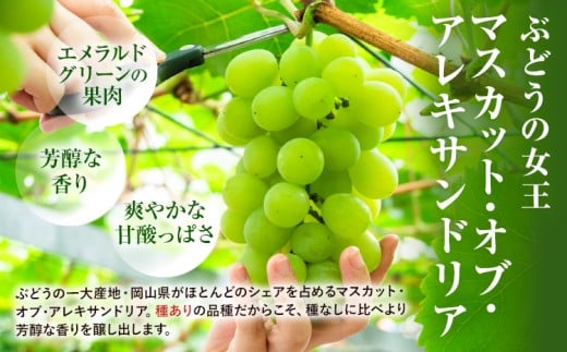 【先行予約】岡山県産 マスカット・オブ・アレキサンドリア 計 700g 株式会社 はちや《6月下旬‐7月下旬頃出荷》岡山 国産 フルーツ 果物 岡山県 浅口市 フルーツ 果物 マスカット オブ アレキサンドリア【配送不可地域あり】