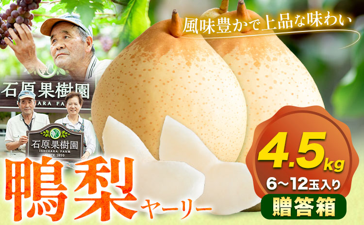 【先行予約】梨 なし 鴨梨 ヤーリー 贈答箱 4.5kg(6~12玉入り) 石原果樹園 《11月中旬-12月下旬頃出荷》岡山県 浅口市 果物 フルーツ お取り寄せ お取り寄せフルーツ 送料無料