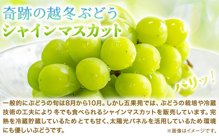 奇跡の越冬ぶどう シャインマスカット 1房 (600g以上) 五果苑《2024年11月上旬-2025年4月中旬頃出荷》越冬ぶどう フルーツ 果物 岡山県 浅口市 送料無料【配送不可地域あり】