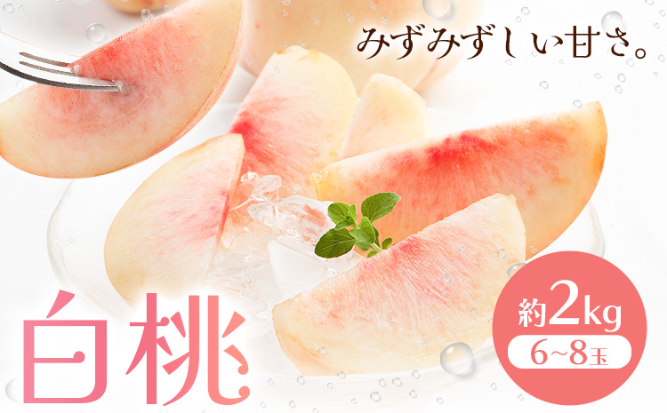 【先行予約】白桃  約2kg もも モモ 岡山 国産 フルーツ 果物 桃茂實苑《6月中旬-8月下旬頃出荷》岡山県 浅口市 フルーツ モモ 果物 青果 旬 白桃 国産 岡山県産【配送不可地域あり】