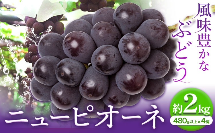 【2026年先行予約】ニューピオーネ 1房480ｇ以上 約2kg ４房 株式会社山博(中本青果)《2026年8月下旬-10月上旬頃出荷》岡山県 浅口市 ぶどう フルーツ 旬 果物 国産 岡山県産 送料無料 【配送不可地域あり】（北海道・沖縄・離島）