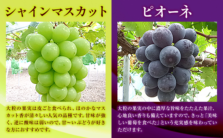 訳あり ぶどう 2種 セット 約1kg ( 2房 ) シャインマスカット ＋ ピオーネ or クイーンニーナ or オーロラブラック 株式会社日本植生グループ本社 NISSHOKU FARM《9月下旬-12月末頃出荷》ブドウ 浅口市 【配送不可地域あり】 (離島)