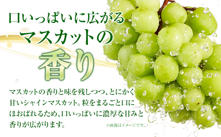 ã2026幎å
è¡äºçŽã岡山çç£ ã·ã£ã€ã³ãã¹ã«ãã çŽ1.3kg ( 2-3æ¿ ) ã¯ãŒã«äŸ¿ æŽãã®åœ ããããŸé€š(ãã«ãŒãã©ã³ã岡山) ã2026幎8æäžæ¬-9æäžæ¬é åºè·ãå²¡å±±ç æµ
å£åžãé
éäžå¯å°åãããïŒé¢å³¶ïŒ