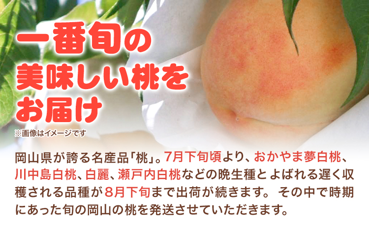 【2026年先行予約】 岡山の白桃 晩生種 大玉3玉 約900g 晴れの国 おかやま館(つむぐ株式会社) 《2026年7月下旬-8月下旬頃出荷》岡山県 浅口市 フルーツ モモ 果物 青果 旬【配送不可地域あり】（離島）