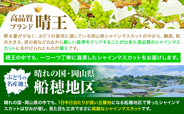 高級 シャインマスカット 2ヶ月 定期便 [2026年先行予約] ぶどう 晴王 1房 1.3kg 岡山県産 《9月上旬-10月末頃出荷(土日祝除く)》 ハレノフルーツ 岡 マスカット 送料無料 岡山県 浅口市 フルーツ 果物 贈り物 ギフト 国産 岡山県産【配送不可地域あり】（北海道・沖縄・離島）