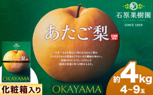 【2026年先行予約】梨 あたご梨 4〜9玉（約4kg） 化粧箱 石原果樹園 《2026年11月中旬-12月下旬頃より発送予定》岡山県 浅口市 フルーツ 果物 ギフト 贈り物 国産 岡山県産 送料無料