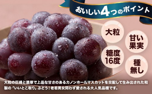 【先行予約】 岡山県産 ニューピオーネ詰合せ 選べる 計 600g 株式会社はちや《8月下旬‐9月下旬頃出荷》岡山県 浅口市 ぶどう 葡萄 フルーツ ギフト 果物 デザート 国産 送料無料【配送不可地域あり】