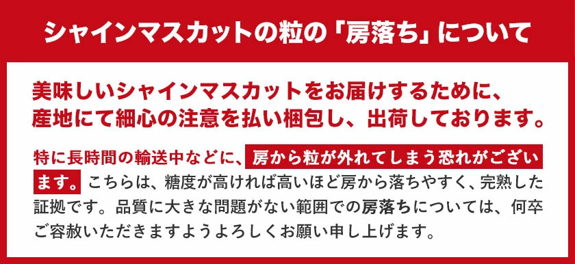 秀品 シャインマスカット 約 1.2kg 2房《9月中旬-11月上旬頃より発送予定(土日祝除く)》岡山県 浅口市 シャインマスカット ぶどう フルーツ 果物 贈り物 ギフト 国産 岡山県産 送料無料