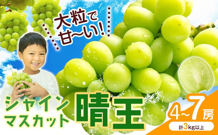 シャインマスカット【晴王】 岡山県産 4〜7房(計3kg以上)【先行予約】 株式会社Myself《2025年9月上旬-11月上旬頃出荷》マスカット 送料無料 岡山県 浅口市 ぶどう フルーツ 果物 贈り物 ギフト