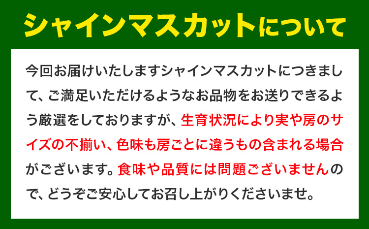 【先行予約】厳選 訳あり シャインマスカット 約 1.3kg 2房《2024年9月中旬-11月上旬頃より発送予定(土日祝除く)》岡山県 浅口市 シャインマスカット ぶどう フルーツ 果物 贈り物 ギフト 国産 岡山県産 送料無料