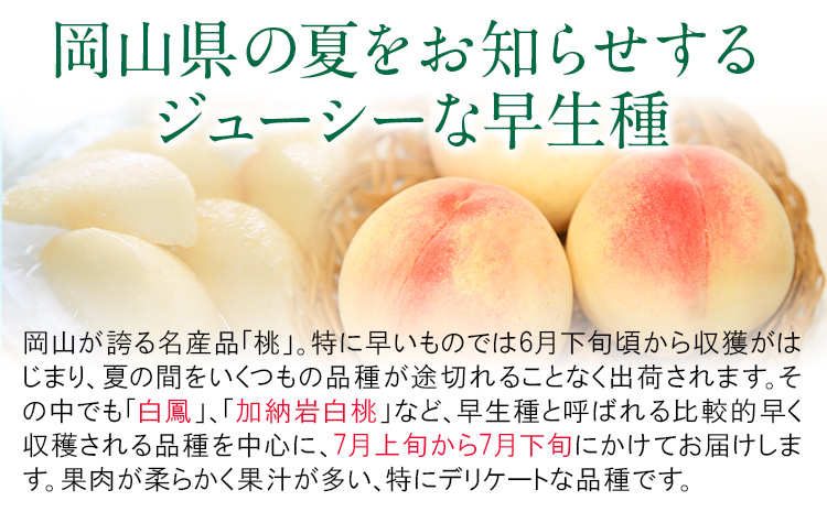 【2026年先行予約】岡山県産 白桃 （早生種）内容量 約900g （3～4玉） クール便 晴れの国 おかやま館(漂流岡山) 《2026年7月上旬-7月下旬頃出荷》岡山県 浅口市 白桃 桃【配送不可地域あり】（離島）st-p