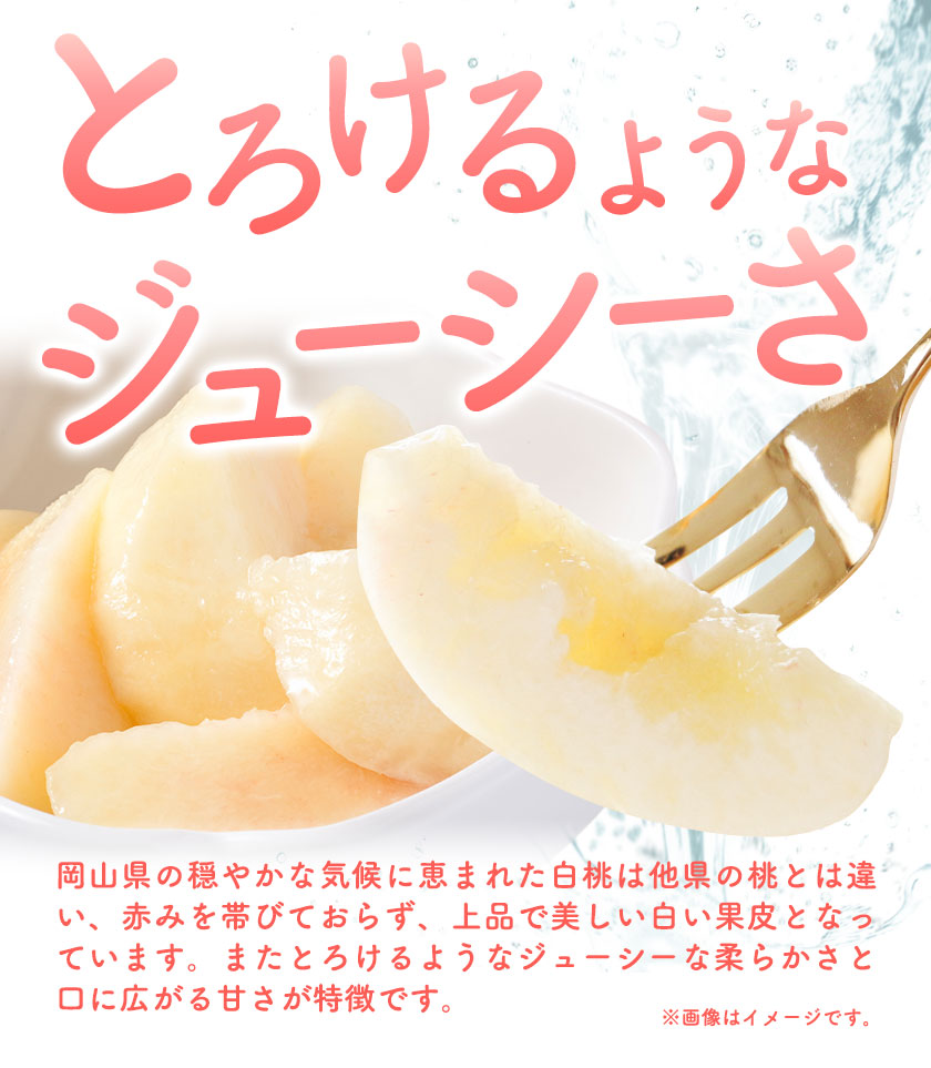 【先行予約】岡山の白桃2回コース 6玉(1.6kg以上)  株式会社山博 (中本青果)《1回目：2024年7月上旬から7月中旬発送予定2回目：2024年7月下旬から8月上旬発送予定》岡山県 浅口市 桃 もも フルーツ 果物 国産 岡山県 送料無料 冷蔵 定期便 【配送不可地域あり】