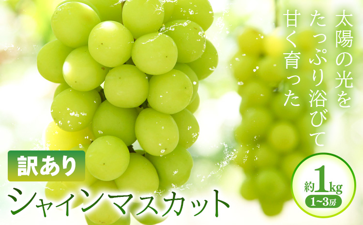 訳あり シャインマスカット 約1kg(1~3房) 株式会社日本植生グループ本社 NISSHOKU FARM[9月下旬-12月末頃出荷]葡萄 ブドウ ぶどう 浅口市 [配送不可地域あり] (離島)