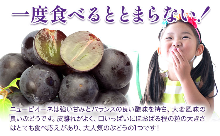 【2026年先行予約】ニューピオーネ 1房480ｇ以上 約2kg ４房 株式会社山博(中本青果)《2026年8月下旬-10月上旬頃出荷》岡山県 浅口市 ぶどう フルーツ 旬 果物 国産 岡山県産 送料無料 【配送不可地域あり】（北海道・沖縄・離島）