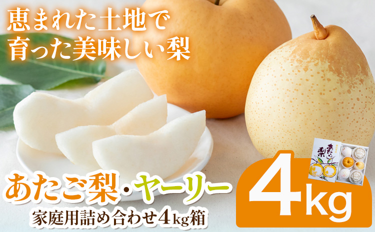 あたご梨2〜3玉 ヤーリー3〜7玉 家庭用詰め合わせ4kg箱 石原果樹園 《2026年11月中旬-12月下旬頃より発送予定》岡山県 浅口市 梨 なし 果物 フルーツ くだもの あたご