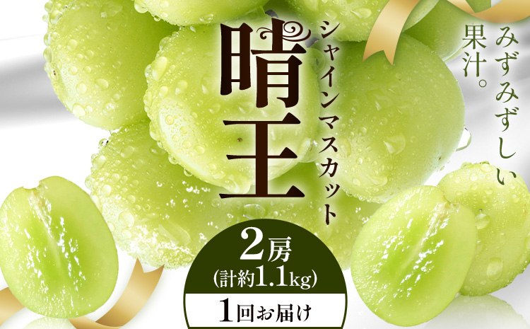 【2026年発送先行予約】シャインマスカット 晴王 1回お届け 2房(合計約1.1kg) シャイン マスカット《2026年9月中旬-10月中旬頃出荷予定》 晴レ乃青果(岡山中央卸売市場店(富士紙工有限会社)) 送料無料 岡山県 浅口市 フルーツ 果物 岡山県産【配送不可地域あり】