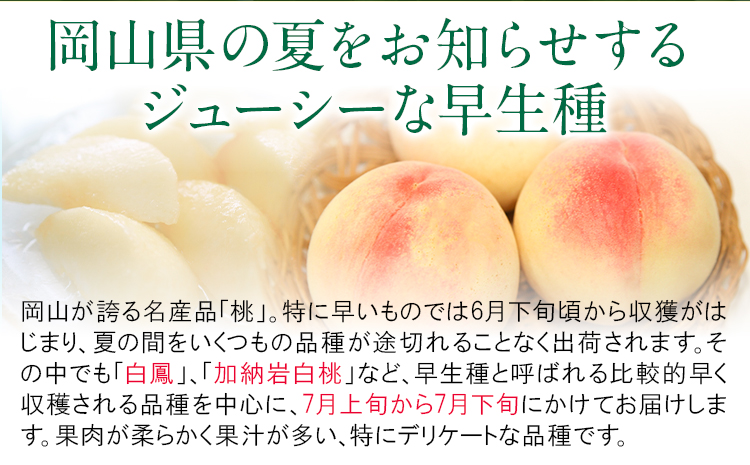 縲2026蟷エ蜈郁。御コ育エ縲大イ。螻ア逵檎肇 逋ス譯 シ域掠逕溽ィョシ 邏1.3kg シ5ス6邇会シ 繧ッ繝シ繝ォ萓ソ 譎エ繧後ョ蝗ス 縺翫°繧縺セ鬢ィ(貍よオ∝イ。螻ア) 縲2026蟷エ7譛井ク頑流-7譛井ク区流鬆蜃コ闕キ縲句イ。螻ア逵 豬蜿」蟶 逋ス譯 譯縲宣埼∽ク榊庄蝨ー蝓溘≠繧翫托シ磯屬蟲カシ