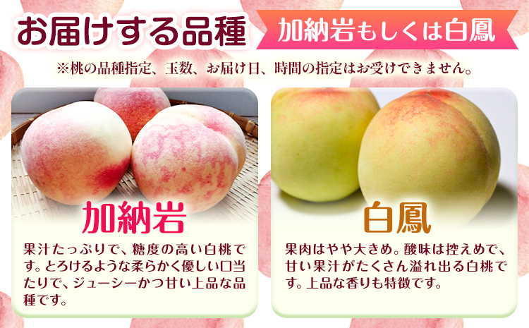 【2026年先行予約】桃 もも 岡山白桃 5〜7玉 約1.5kg 加納岩もしくは白鳳 岡山県産 環山堂株式会社《2026年7月上旬-7月中旬頃出荷》岡山県 浅口市 白桃 果物 フルーツ 送料無料【配送不可地域あり】（北海道・沖縄・離島）
