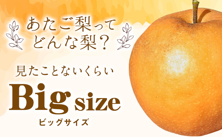 岡山県産 あたご梨 大玉2玉（950g以上） 有限会社ホーティカルチャー神島《11月中旬-12月中旬頃出荷》岡山県 浅口市 なし 梨 果物 【配送不可地域あり】