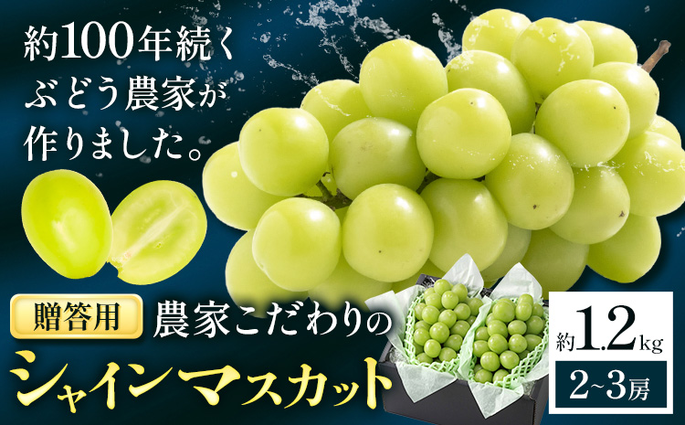 [2026年先行予約]ぶどう シャインマスカット 贈答用 農家こだわりの シャインマスカット 2〜3房 約1.2kg [2026年9月中旬-10月下旬頃出荷(土日祝除く)] Nini farm マスカット 送料無料 岡山県 浅口市 フルーツ 果物 贈り物 国産 岡山県産 くだもの 果物 青果物st-p