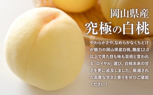 【先行予約】岡山県産 岡山白桃 ロイヤル L~ 3Lサイズ シャインマスカット 計 800g 詰合せ 株式会社 はちや《7月上旬‐8月下旬頃出荷》もも 岡山 国産 フルーツ 果物 岡山県 浅口市 フルーツ モモ 果物【配送不可地域あり】