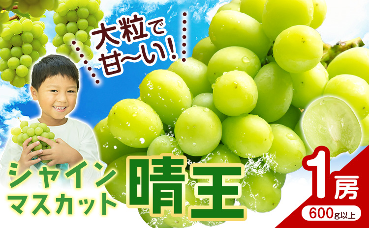 シャインマスカット【晴王】 岡山県産 1房(600g以上)【先行予約】 株式会社Myself《2025年9月上旬-11月上旬頃出荷》マスカット 送料無料 岡山県 浅口市 ぶどう フルーツ 果物 贈り物 ギフト