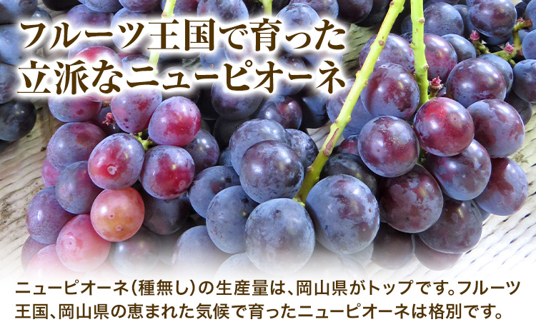 【2025年先行予約】ニューピオーネ 2房 1kg ウィズフラワーホールディングス《2025年9月上旬-10月中旬頃出荷》岡山県 浅口市 ぶどう ピオーネ フルーツ 旬 果物 国産 岡山県産 送料無料 冷蔵【配送不可地域あり】（北海道・沖縄・離島）