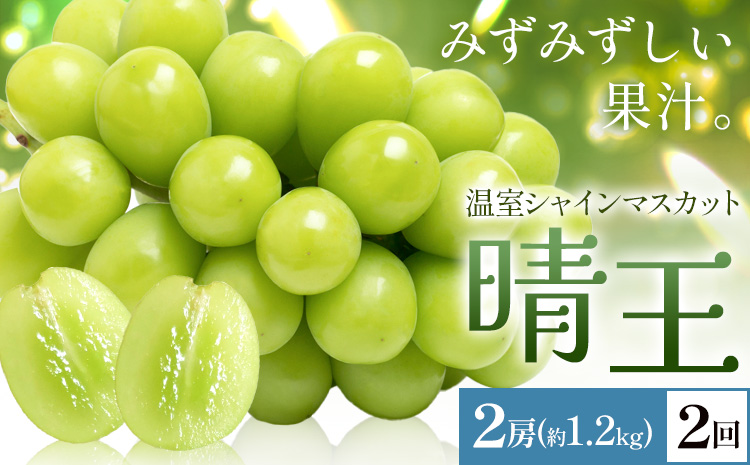 【2026年発送先行予約】シャインマスカット 温室 晴王 2房(合計約1.2kg) 2回お届け シャイン マスカット《2026年7月中旬-8月中旬頃出荷》晴レ乃青果　(岡山中央卸売市場店(富士紙工 有限会社)) 送料無料 岡山県 浅口市 フルーツ 果物 岡山県産【配送不可地域あり】