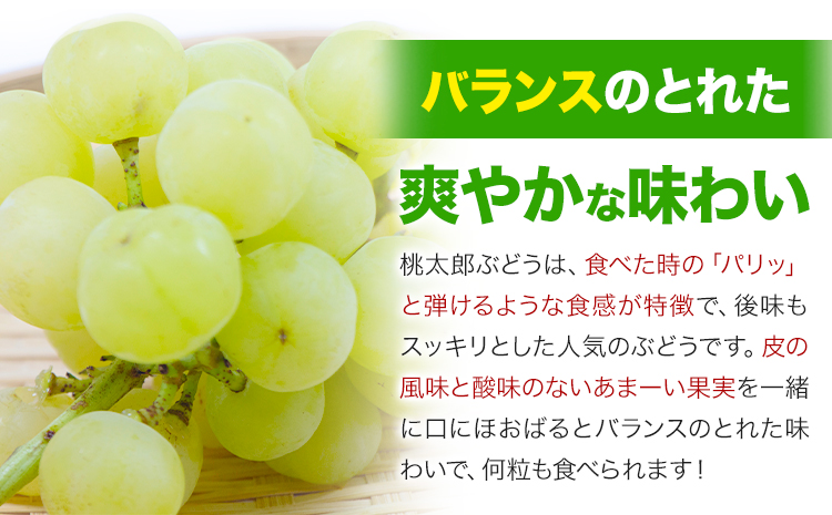 【2026年先行予約】岡山県産 桃太郎ぶどう 約1.3kg 2-3房《2026年9月上旬-9月下旬頃出荷》晴れの国 おかやま館(フルーツランド岡山) 岡山県 浅口市 フルーツ 果物 青果 旬 葡萄 ぶどう【配送不可地域あり】（離島）