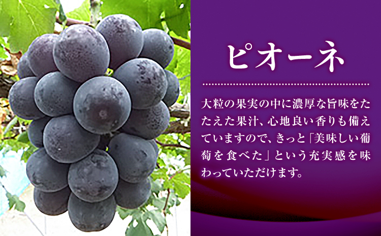 特選 大粒 ぶどう 3種 セット 約2kg (3房) シャインマスカット ピオーネ クイーンニーナ 株式会社日本植生グループ本社 NISSHOKU FARM《9月下旬-12月末頃出荷》ブドウ 送料無料 岡山県 浅口市 【配送不可地域あり】 (離島)