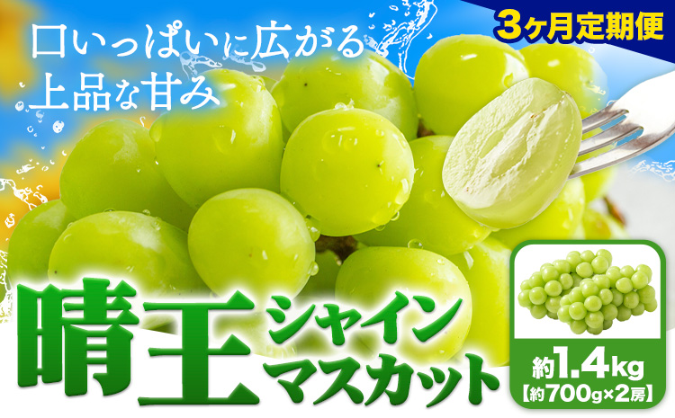 【3ヶ月定期便】ぶどう シャインマスカット 晴王 1.4kg 2房 ハレノフルーツ(アストライ)《7月上旬-9月末頃出荷》岡山県 浅口市 送料無料 フルーツ 果物 マスカット お取り寄せフルーツ【配送不可地域あり】（北海道・沖縄・離島）