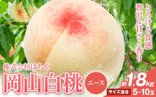 【先行予約】岡山白桃 等級 エース 約1.8kg《7月上旬‐8月下旬頃出荷》株式会社 はちや もも モモ 岡山 国産 フルーツ 果物 岡山県 浅口市 フルーツ モモ 果物 青果 旬 白桃 国産 岡山県産【配送不可地域あり】