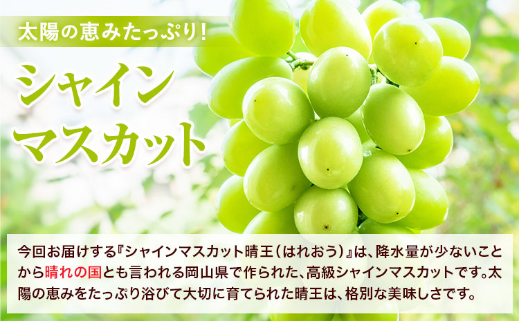 【2025年先行予約】【3ヶ月定期便】 シャインマスカット晴王 はれおう 2房入り(1房600g以上) 化粧箱入 株式会社山博(中本青果)《2025年8月・9月・10月計3回出荷予定》 定期 計3回お届け 岡山県 浅口市 ぶどう マスカット 大粒 フルーツ 秀品 果物 ギフト 送料無料 【配送不可地域あり】（北海道・沖縄・離島）