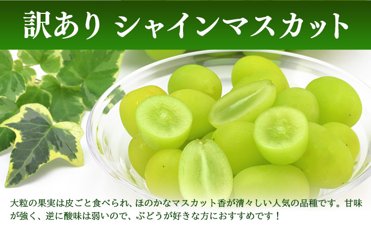 訳あり シャインマスカット 約1kg(1~3房) 株式会社日本植生グループ本社 NISSHOKU FARM《9月下旬-12月末頃出荷》葡萄 ブドウ ぶどう 浅口市 【配送不可地域あり】 (離島)
