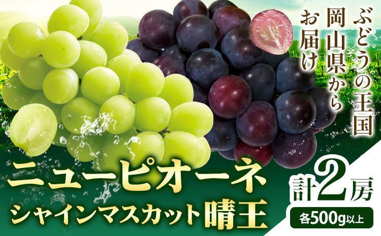 シャインマスカット【晴王】 & ニューピオーネ 500g以上(各1房)【先行予約】 株式会社Myself《2025年9月上旬-11月上旬頃出荷》マスカット 送料無料 岡山県 浅口市 ぶどう フルーツ 果物 贈り物 ギフト