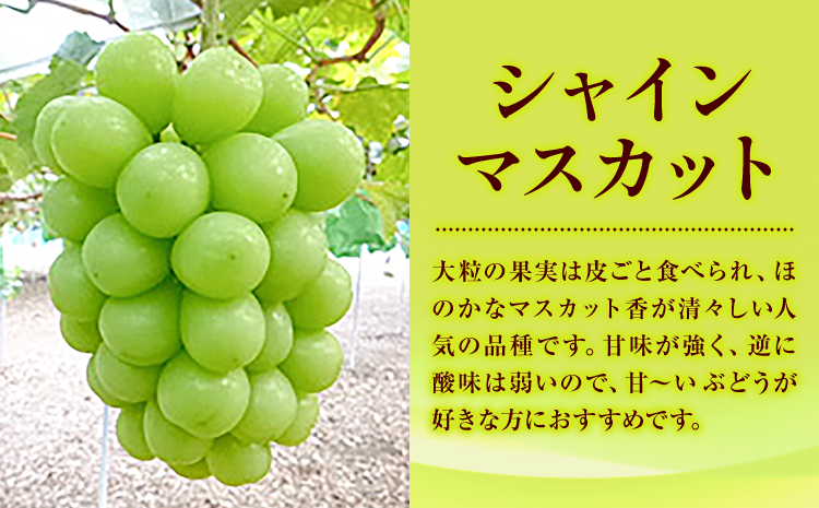 特選 大粒 ぶどう 3種 セット 約2kg (3房) シャインマスカット ピオーネ クイーンニーナ 株式会社日本植生グループ本社 NISSHOKU FARM《9月下旬-12月末頃出荷》ブドウ 送料無料 岡山県 浅口市 【配送不可地域あり】 (離島)