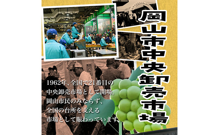 【2026年先行予約】ニューピオーネ 1房480ｇ以上 約2kg ４房 株式会社山博(中本青果)《2026年8月下旬-10月上旬頃出荷》岡山県 浅口市 ぶどう フルーツ 旬 果物 国産 岡山県産 送料無料 【配送不可地域あり】（北海道・沖縄・離島）