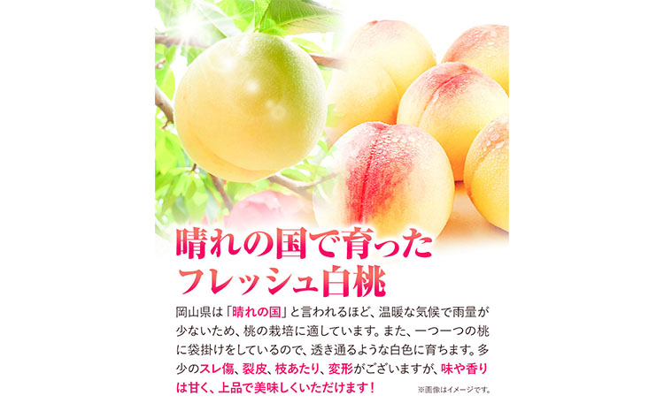 【令和7年度先行予約】訳あり 白桃 桃 1.3kg ハレノフルーツ （犬塚農園） 《2025年6月末-8月中旬頃出荷》岡山県 浅口市 フルーツ モモ 果物 青果 旬 おかやま夢白桃 白麗 白鳳 清水白桃 なつごころ 加納岩白桃 ご家庭用【配送不可地域あり】