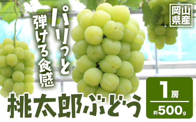 【2025年先行予約】岡山県産 桃太郎ぶどう1房 約500g《2025年9月上旬‐10月中旬頃出荷》晴れの国 おかやま館(フルーツランド岡山) 岡山県 浅口市 フルーツ 果物 青果 旬 葡萄 ぶどう【配送不可地域あり】（離島）