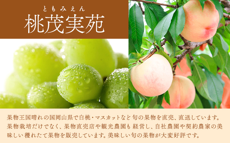 【先行予約】桃 ぶどう 白桃 3玉 約900g（1玉約300g）シャインマスカット 晴王 1房 550g以上 もも 葡萄 詰合せ 岡山 国産 フルーツ 果物 ギフト 桃茂實苑《6月中旬-8月中旬頃出荷》岡山県 浅口市 フルーツ ぶどう 果物 青果【配送不可地域あり】