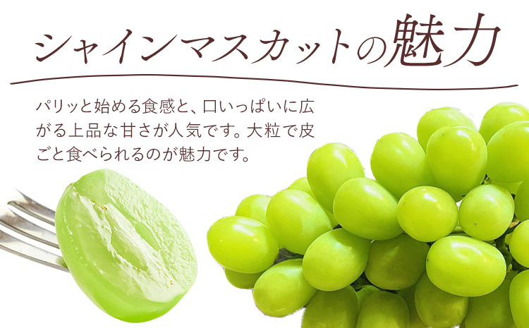 【先行予約】シャイン マスカット 晴王 2房（1房550g以上）マスカット ブドウ 葡萄 岡山県産 国産 フルーツ 果物 ギフト 桃茂實苑《7月上旬-8月中旬頃出荷》岡山県 浅口市 フルーツ ぶどう 果物 青果 旬 葡萄 国産 岡山県産【配送不可地域あり】