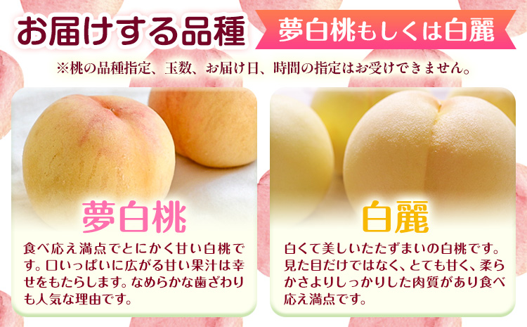 【2026年先行予約】桃 もも 岡山白桃 5〜7玉 約1.5kg 夢白桃もしくは白麗 岡山県産 環山堂株式会社《2026年7月下旬-8月上旬頃出荷》岡山県 浅口市 白桃 果物 フルーツ 送料無料【配送不可地域あり】（北海道・沖縄・離島）st-p